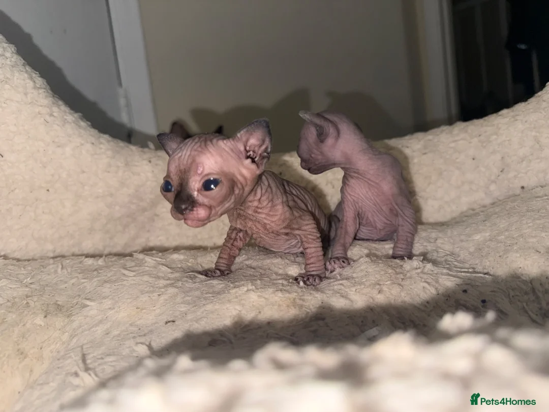 Siberian cats for sale: Siberian and sphynx - Advert 2