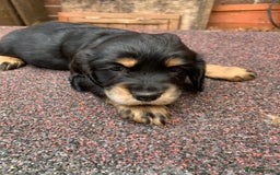 Cocker Spaniel dogs for sale: cocker spaniel pups ready for reserve - Image 9