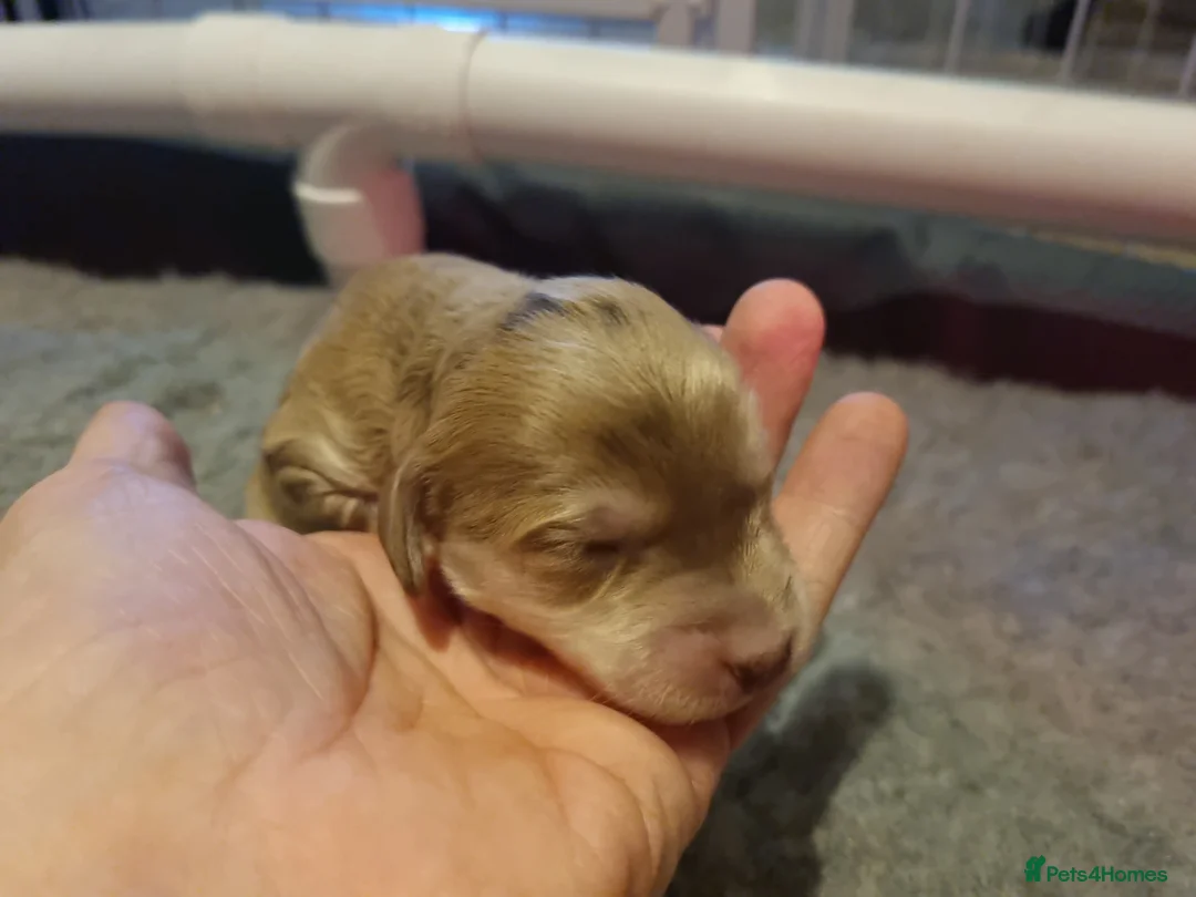 Cockapoo dogs for sale: Cockapoo puppies looking for their forever homes - Advert 24