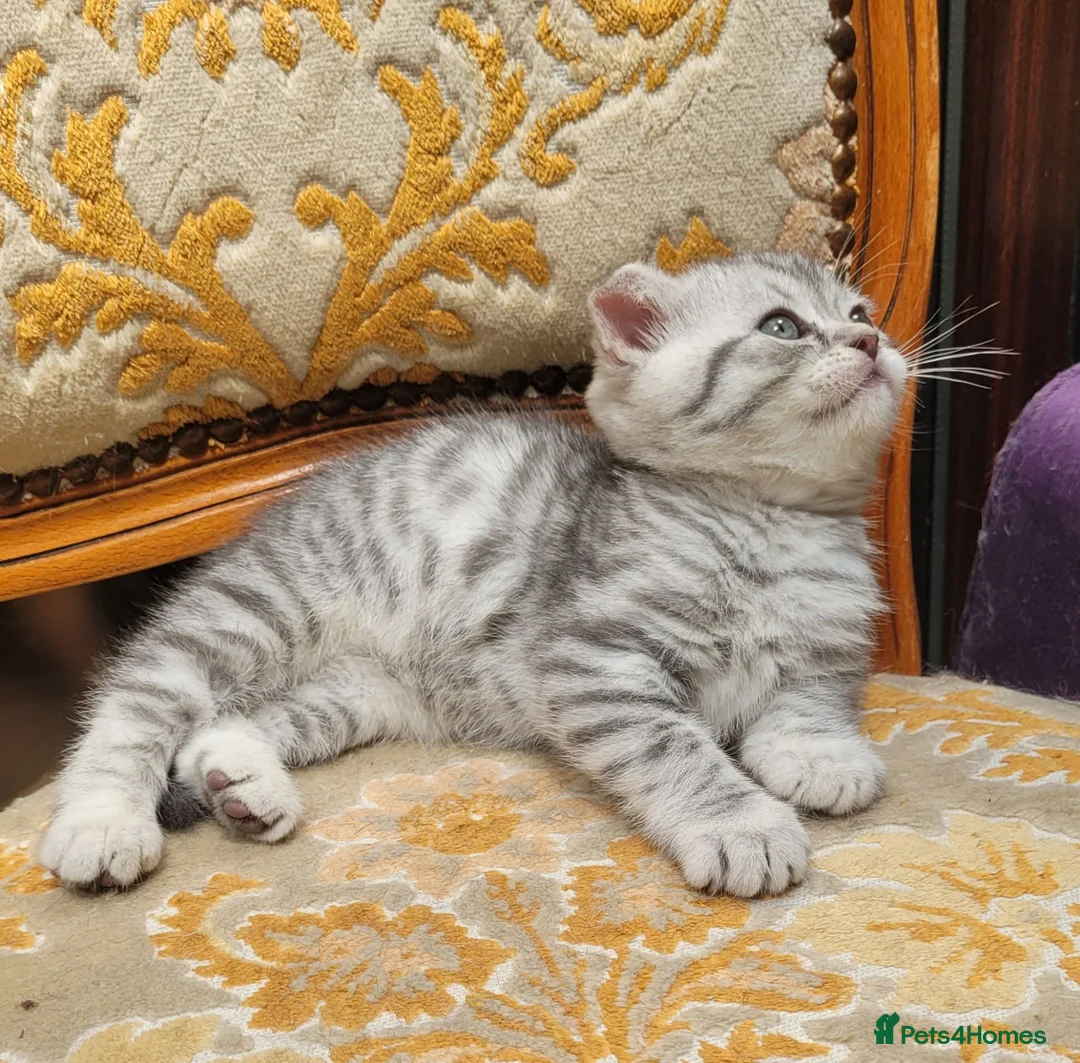 Scottish Fold cats for sale: Scottish fold kittens Blue spotted  - Advert 1