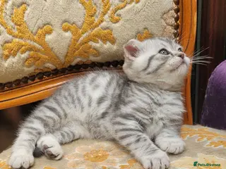 Scottish Fold cats Scottish fold kittens Blue spotted - Advert 17