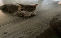Mixed Breed cats for sale: Kittens ready to be rehomed in 6 weeks  - Image 2