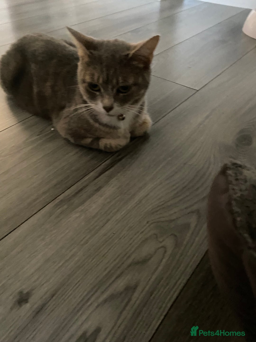 Mixed Breed cats for sale: Kittens ready to be rehomed in 6 weeks  - Image 2