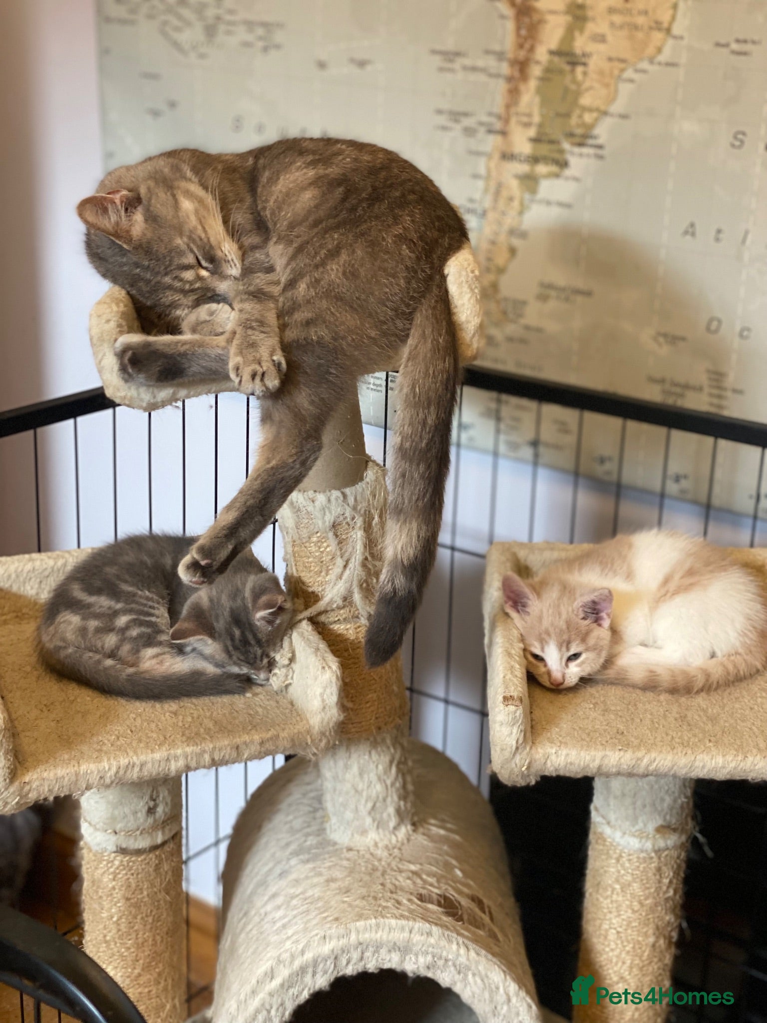 Mixed Breed cats Beautiful Kittens - Advert 1