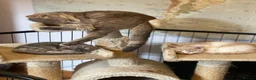 Mixed Breed cats for sale: Beautiful Kittens - Advert 1