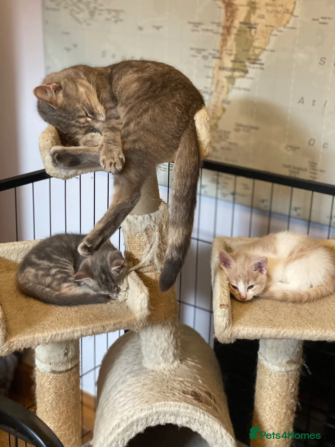 Mixed Breed cats for sale: Beautiful Kittens - Advert 1