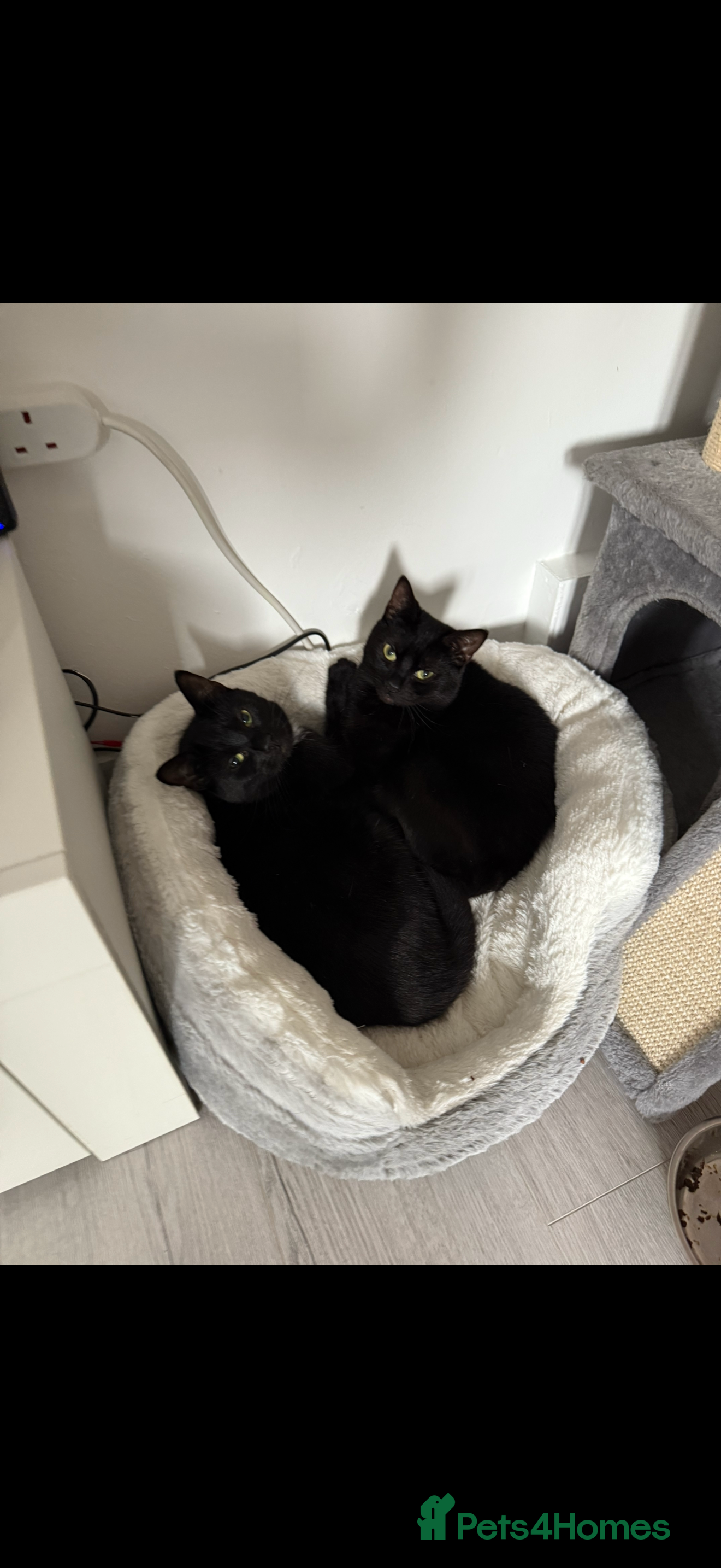 Mixed Breed cats Millie and Mollie  - Advert 12