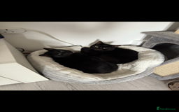 Mixed Breed cats for sale: Millie and Mollie  - Advert 1