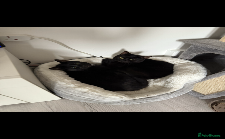 Mixed Breed cats Millie and Mollie  - Advert 1