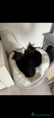 Mixed Breed cats Millie and Mollie - Advert 2