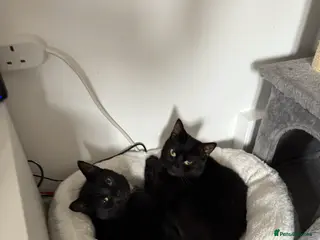 Mixed Breed cats Millie and Mollie - Advert 2