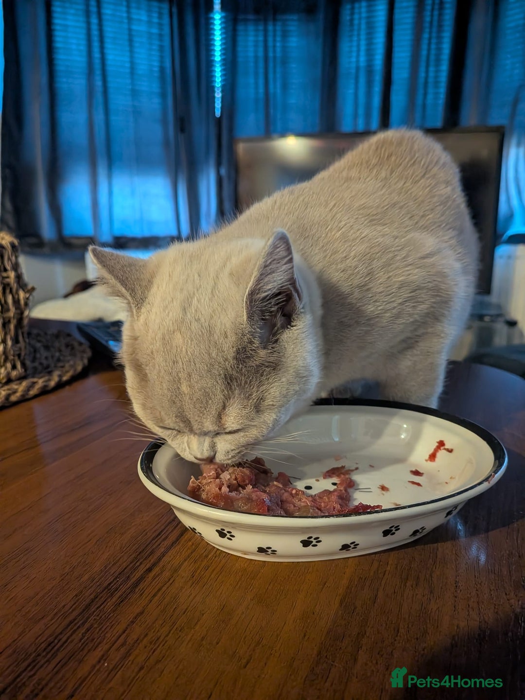 British Shorthair cats for sale: GCCF Registered Championship Line BSH Kittens - Advert 15