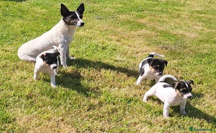 Jack Russell dogs - Advert 1