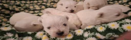 West Highland Terrier dogs for sale: Gorgeous kc reg westie pups - Advert 12