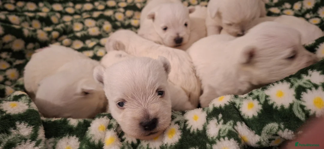 West Highland Terrier dogs for sale: Gorgeous kc reg westie pups - Advert 12
