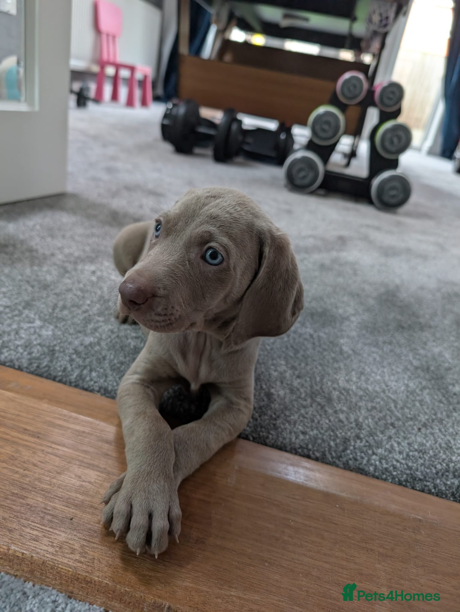 Weimaraner dogs Blue and Silver Weimaraner  - Advert 1