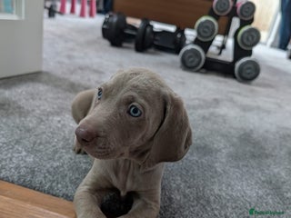 Weimaraner dogs Blue and Silver Weimaraner - Advert 2