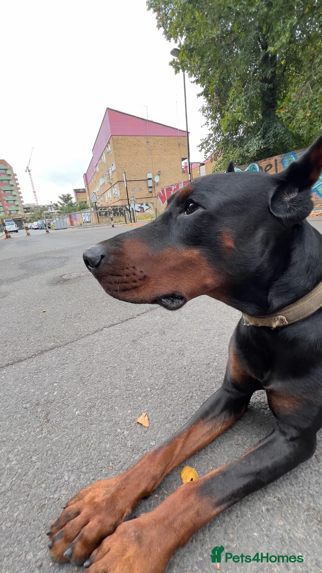 Dobermann dogs for sale: Adult Male Doberman - Advert 3