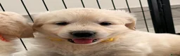Golden Retriever dogs for sale: Kc registered fully health tested parents  - Advert 8