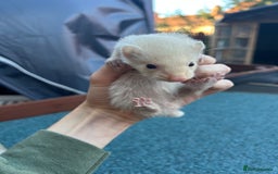 Ferret rodents for sale: 3 jill ferrets  - Image 6