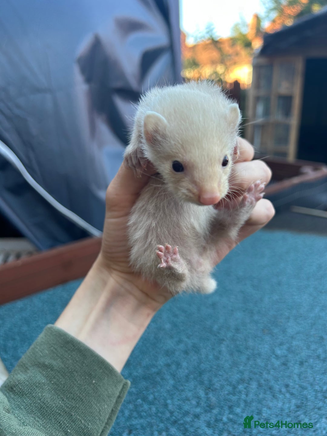 Ferret rodents for sale: 3 jill ferrets  - Image 6