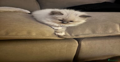 Ragdoll cats - Advert 6