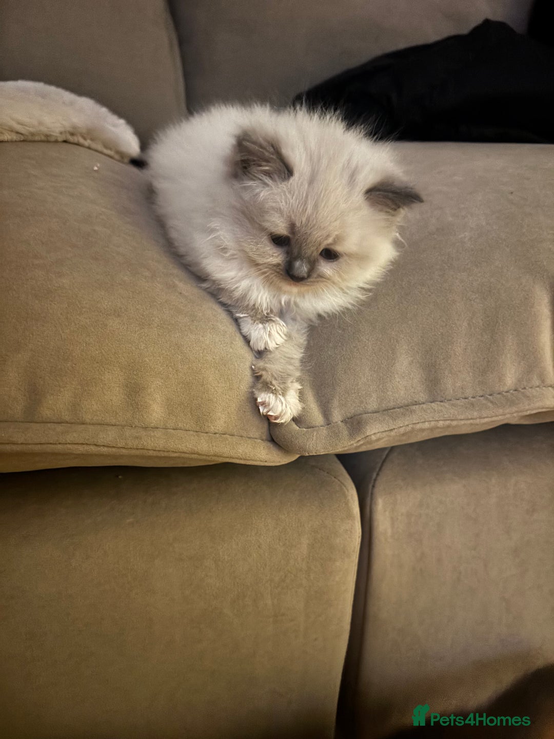 Ragdoll cats for sale: GCCF champion bloodline seal point Ragdollls - Image 2