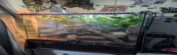 Gecko reptiles for sale: Pyro - Reticulated Gargoyle Gecko  in Reading - Advert 4