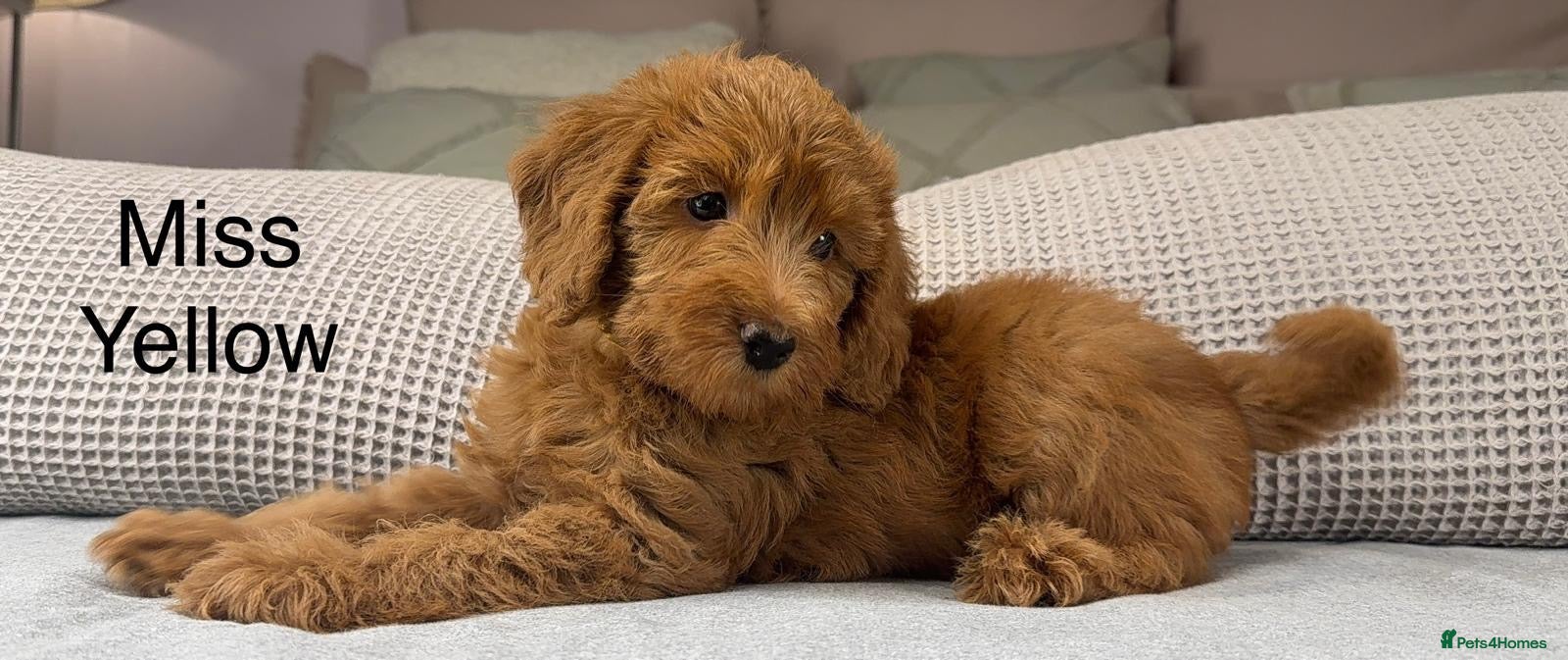 Labradoodle dogs STUNNING DOODLE MIX. HIP ELBOW DNA TESTED LINES - Advert 5