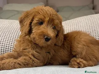 Labradoodle dogs STUNNING DOODLE MIX. HIP ELBOW DNA TESTED LINES - Advert 5