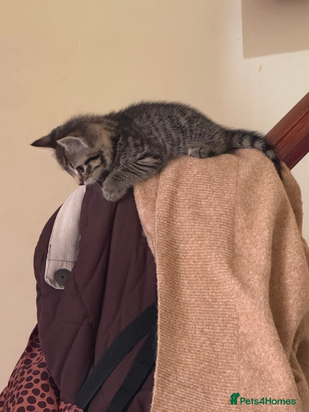 Domestic Shorthair cats for sale: Tabby x domestic short hair  - Image 11