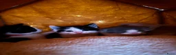 British Longhair cats for sale: Kittens  - Advert 9