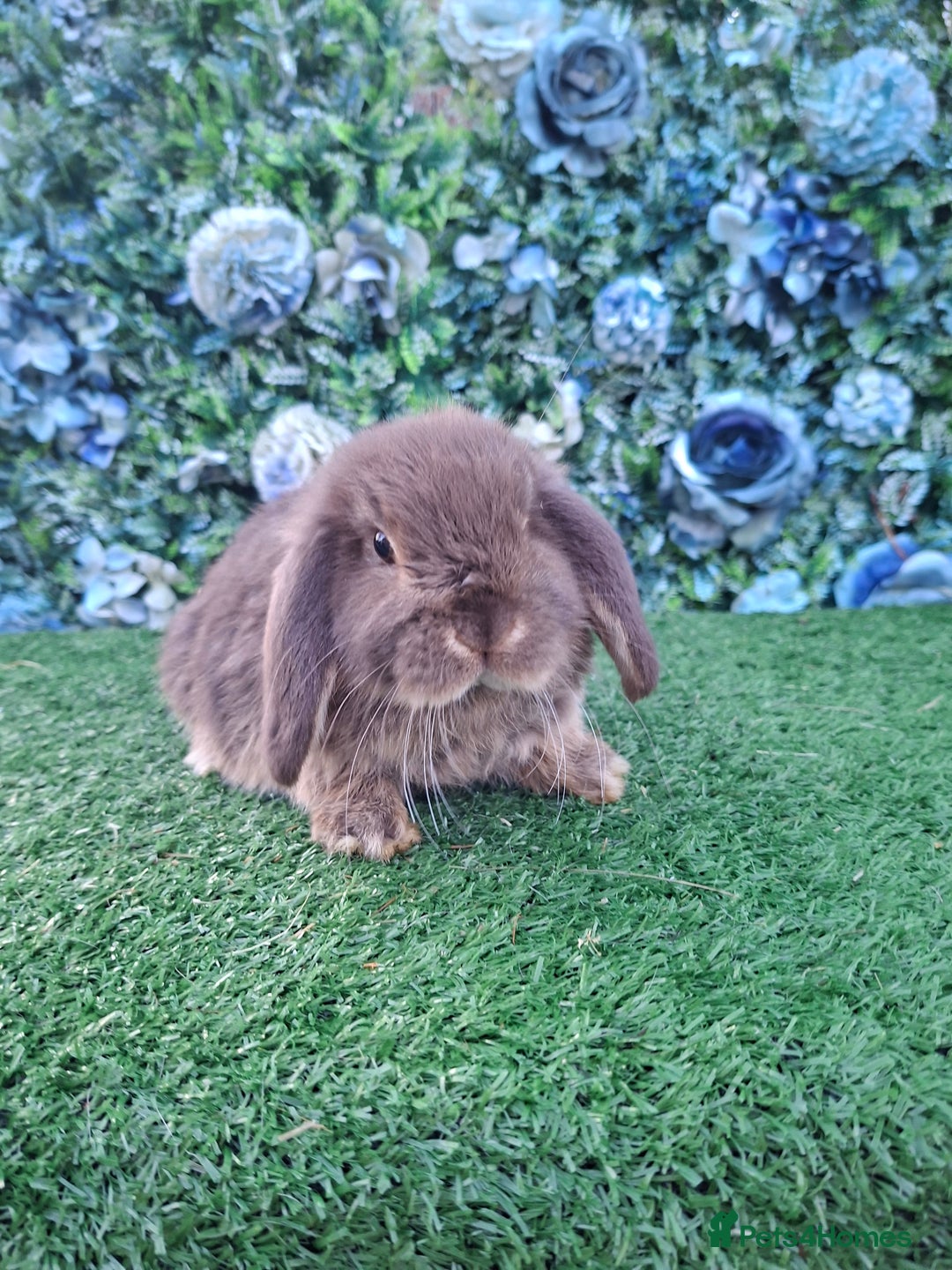 Mini Lop rabbits for sale: Beautiful Mini Lop babies Ready 18th Dec  - Advert 3