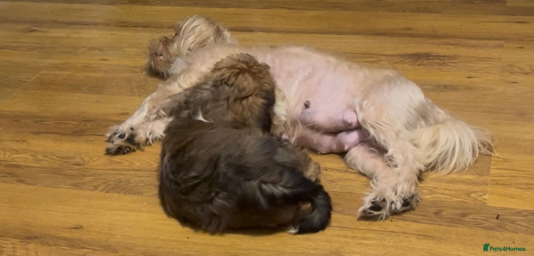 Shih Tzu dogs for sale: Gorgeous little boy - Advert 19