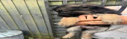 Mixed Breed dogs for sale: German shepherd pups  in Louth - Advert 5
