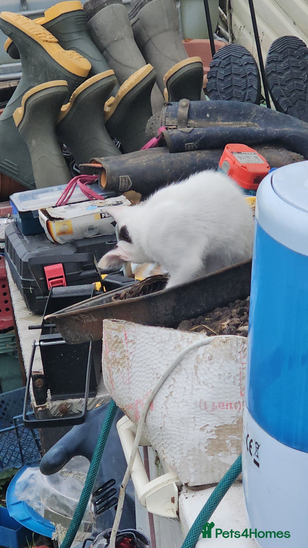 Domestic Shorthair cats for sale: 2 Black and White male kittens  - Image 11