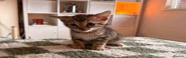 Bengal 2