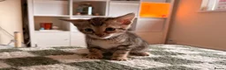 Bengal cats for sale: Bengal Kittens - Advert 5
