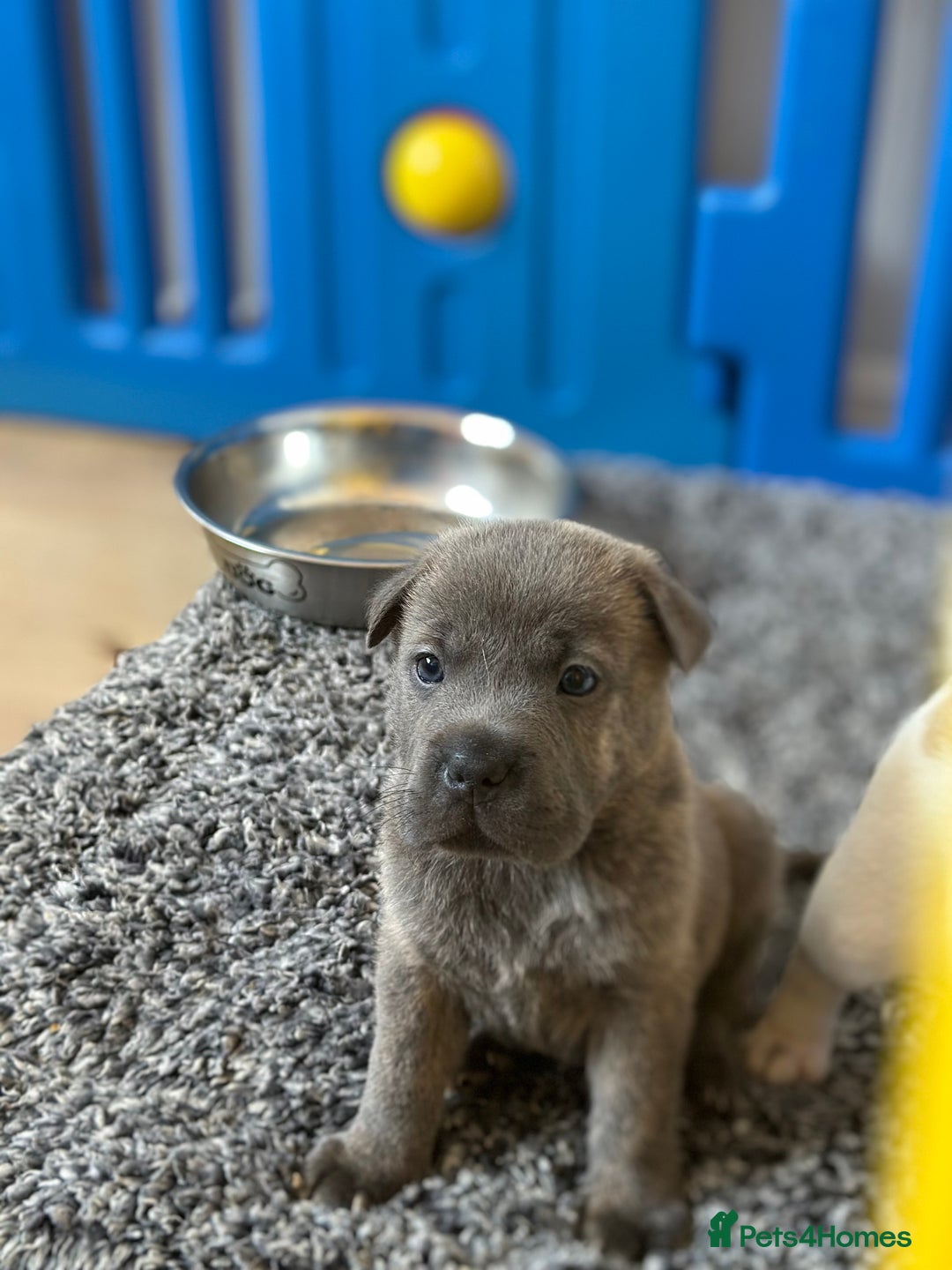 Mixed Breed dogs for sale: Ready to leave!! Staffy X Shar Pei puppies puppy - Image 30