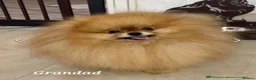 Pomeranian dogs for sale: RARE TINY& 1 BOY LEFT;300G AT 10 WEEKS💙40+🏆lines - Advert 7