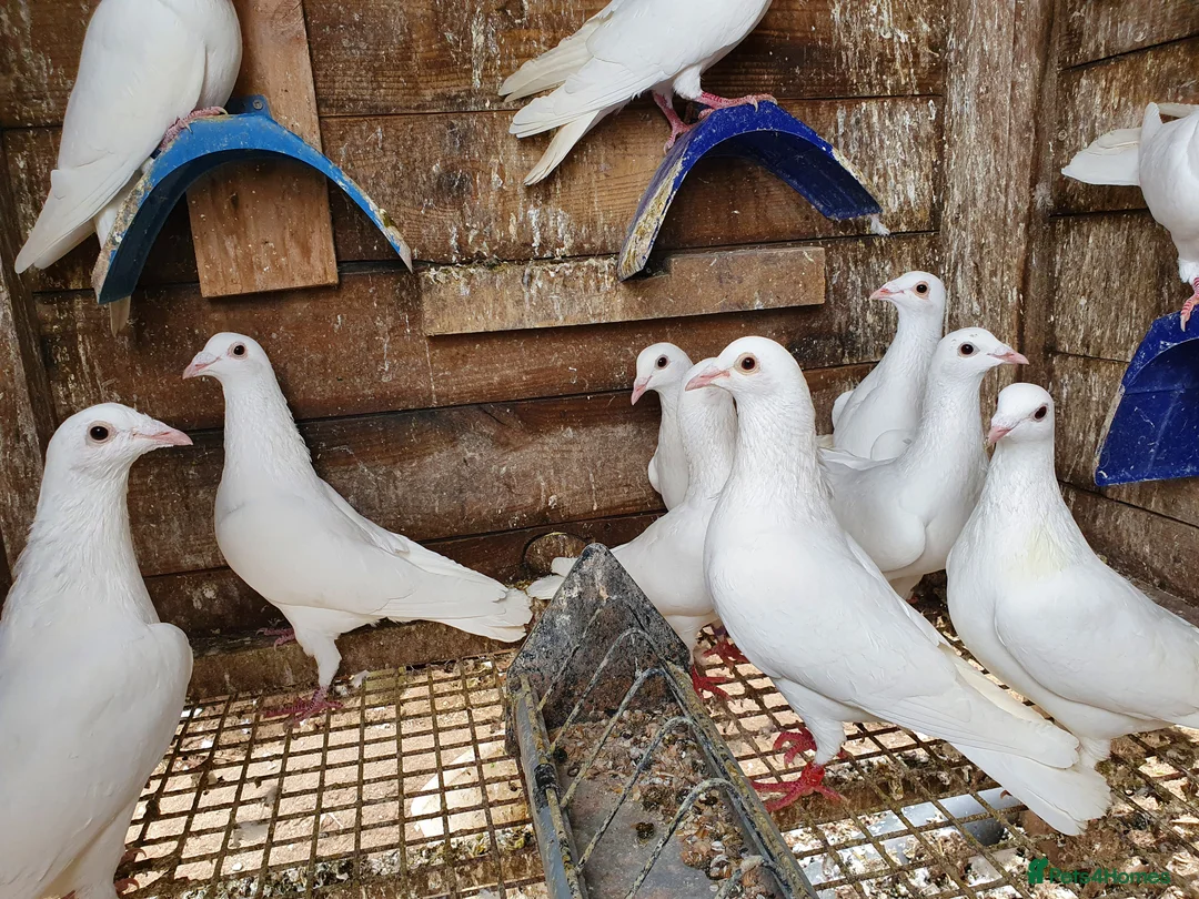 Pigeons birds for sale: Pure White Racing Pigeons  - Advert 7
