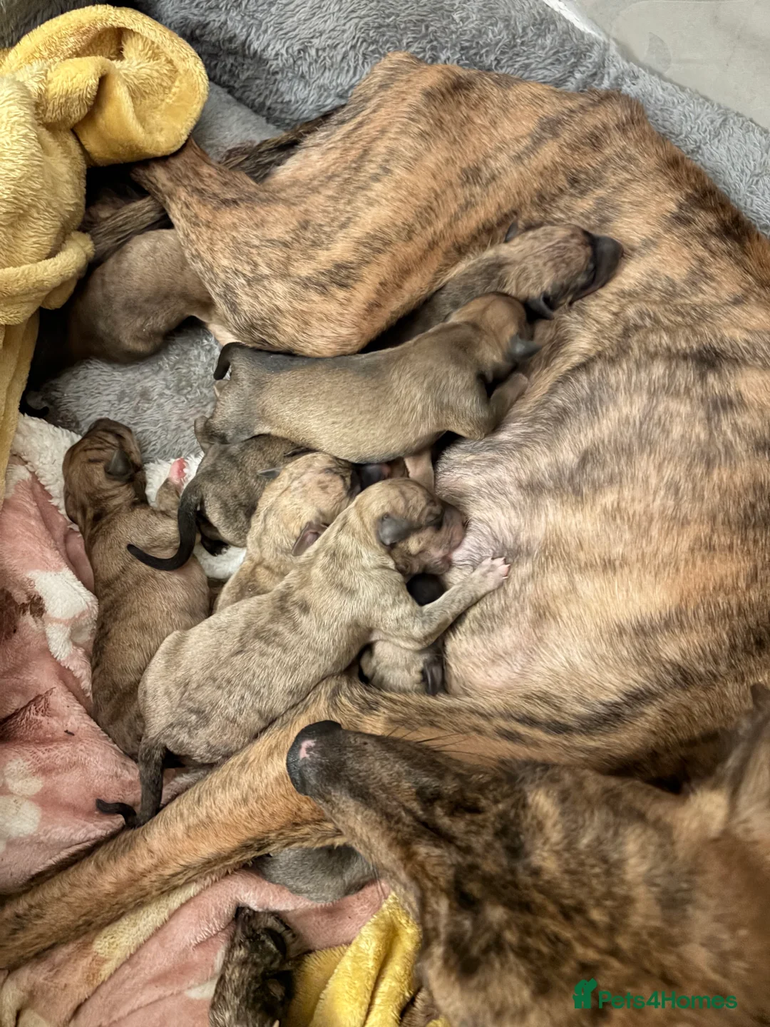 Whippet dogs for sale: Wippet pups born 21/02/2026 in Newcastle - Advert 2