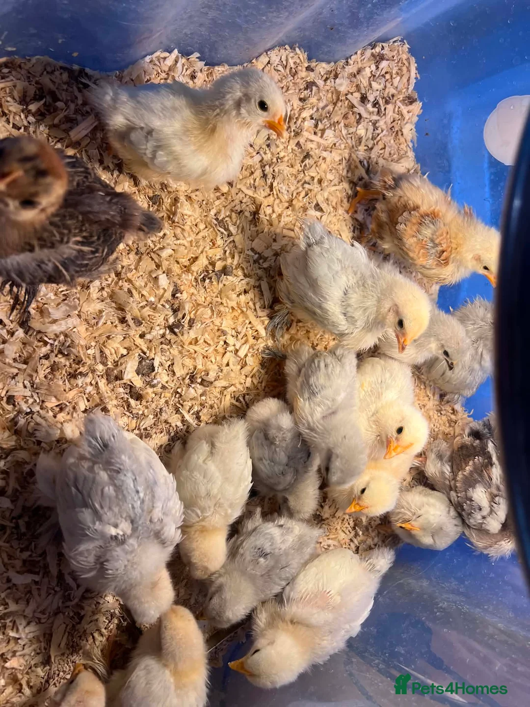 Chickens poultry for sale: pekin chicks for sale unsexed  - Advert 5