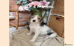 Mixed Breed dogs for sale: ☀️PERFECT POOGLES (beagleXminiature poodle)☀️ in Rhayader - Image 27