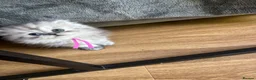 Persian cats for sale: Long Hair Persian / Ragdoll Kittens  - Advert 13