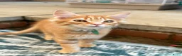 Mixed Breed cats for sale: Beautiful Ginger & Tortoiseshell Kittens in Faringdon - Advert 17