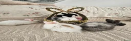 Mixed Breed rabbits for sale: 1 lop/dutch blue eyes 2 lop/lionhead - Advert 2