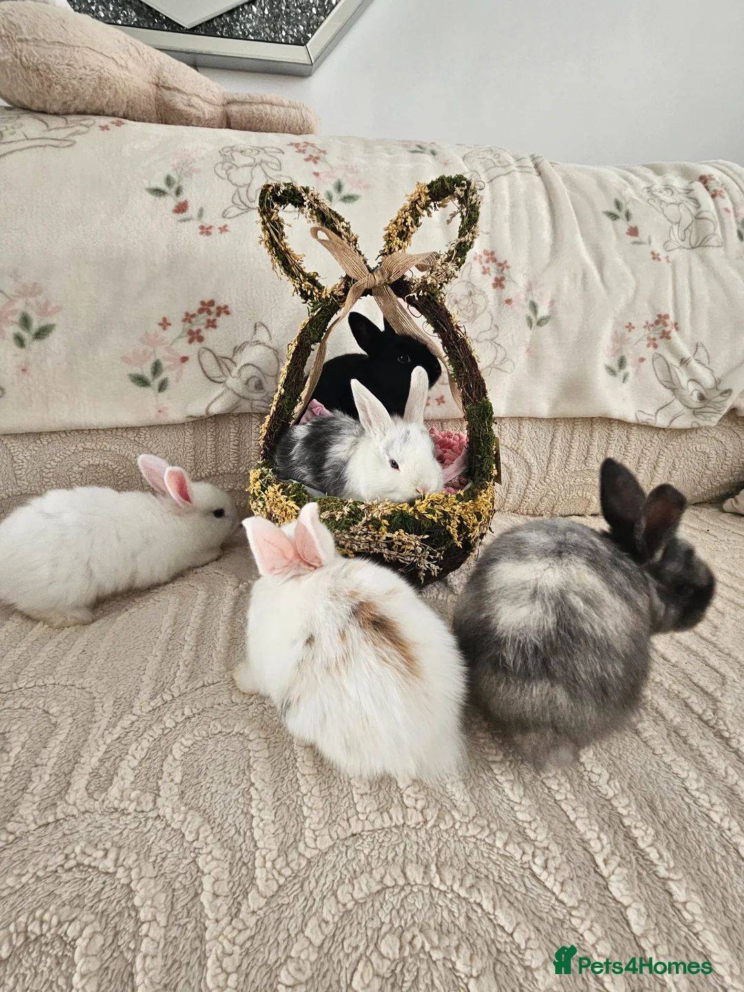 Mixed Breed rabbits for sale: 1 lop/dutch blue eyes 2 lop/lionhead - Advert 2