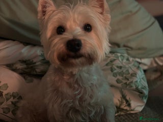 West Highland Terrier dogs Beautiful Pedigree Westie pups-2girls & 2boys left - Advert 6