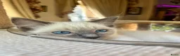 Ragdoll cats for sale: Adorable purebred Ragdolls  - Advert 19